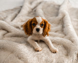 PupProtector™ Short Fur Waterproof Throw Blanket - White with Brown Accents