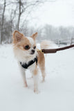 Rope Leash for Dogs (Standalone) by Bonne et Filou