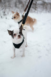 Rope Leash for Dogs (Standalone) by Bonne et Filou